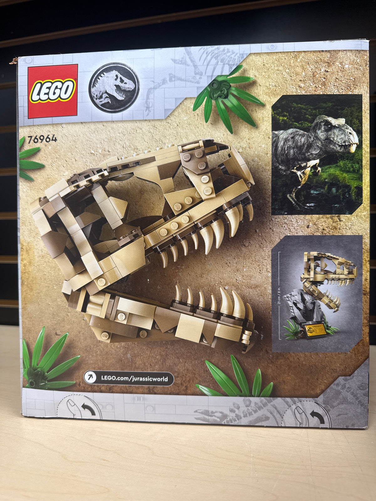 Dinosaur Fossils: T. rex Skull
