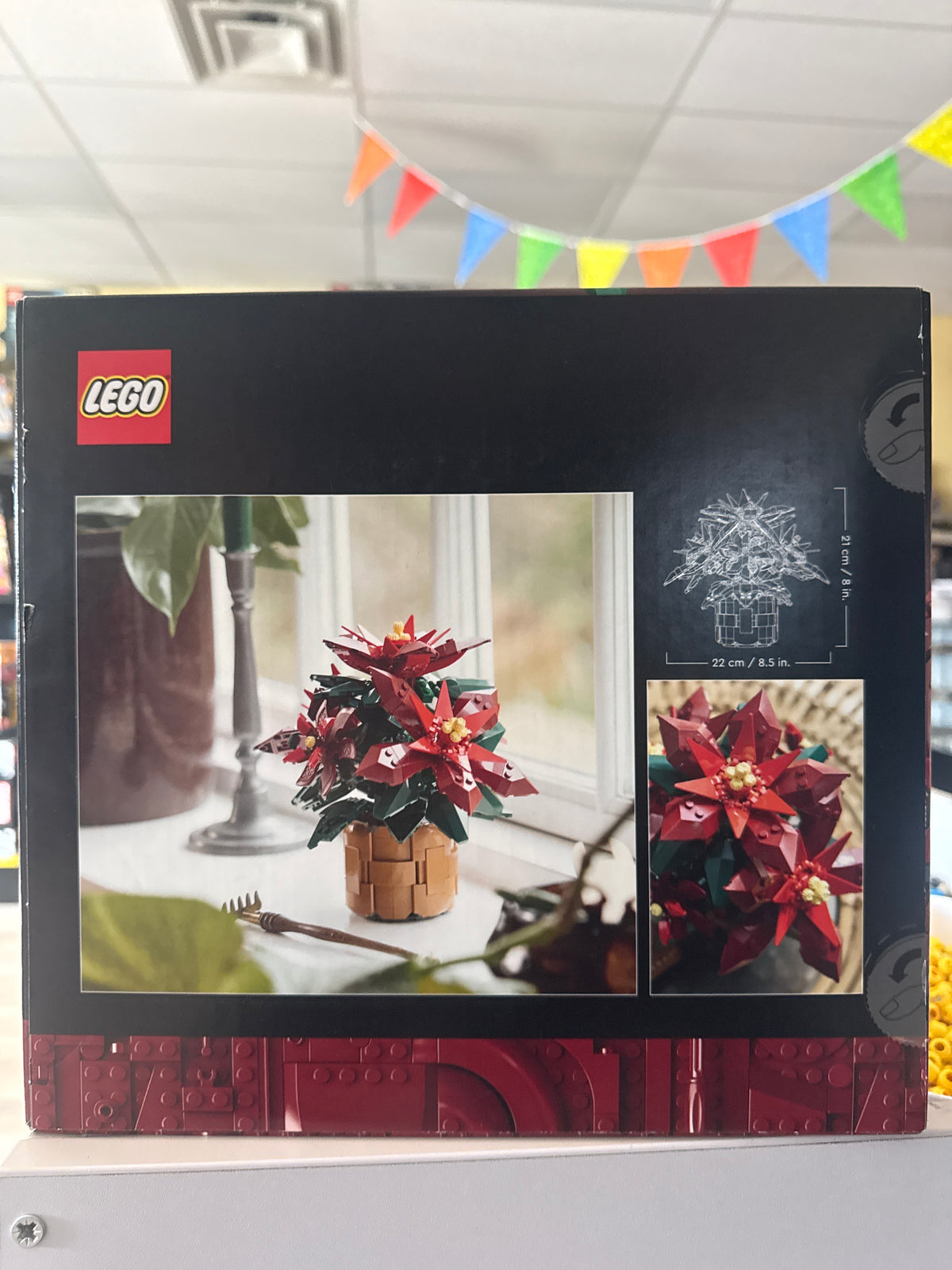 Poinsettia