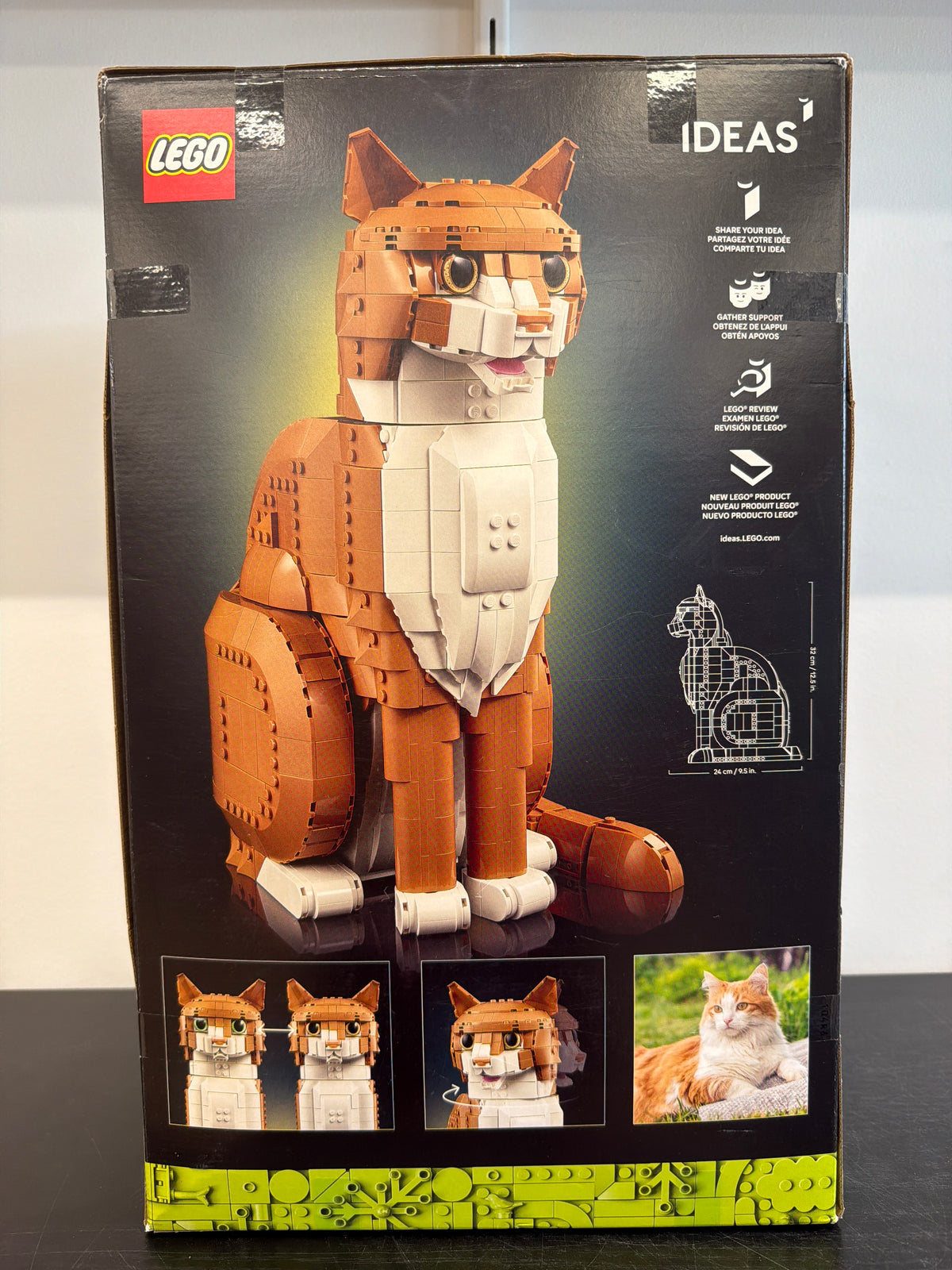 Orange Cat