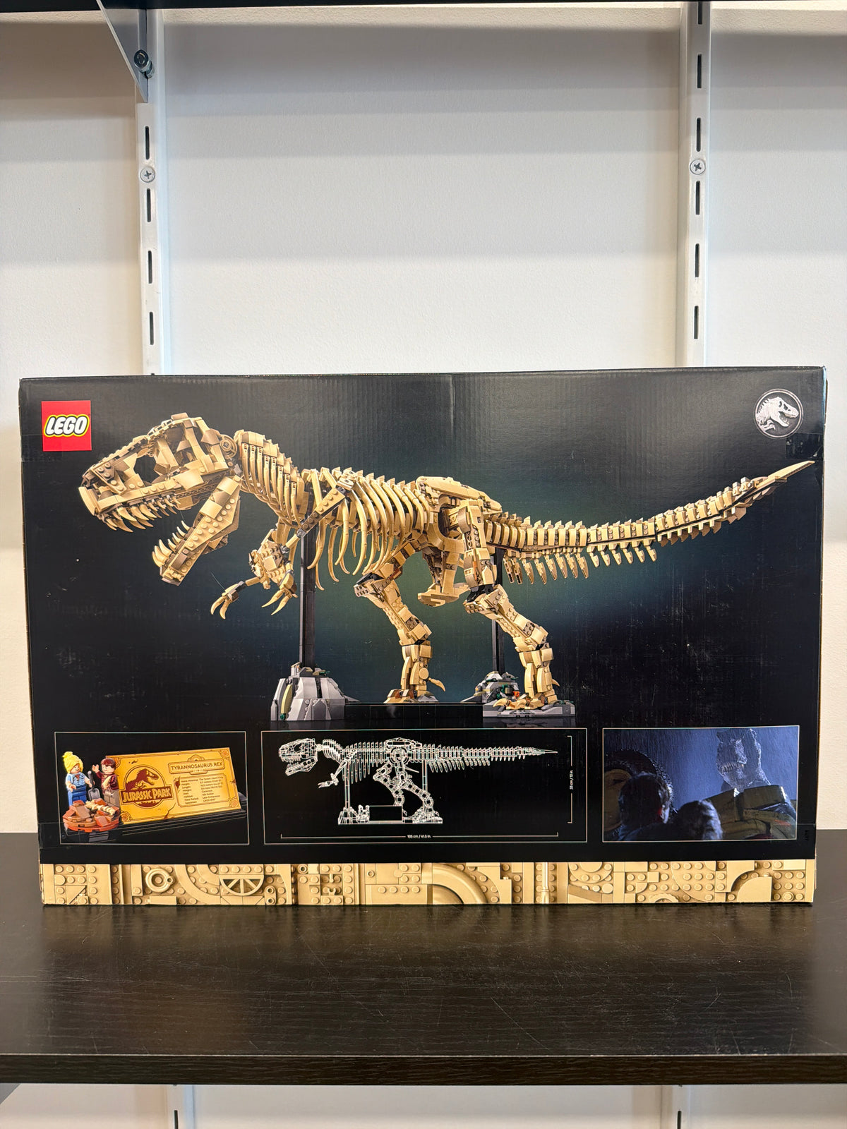 Dinosaur Fossils: Tyrannosaurus rex