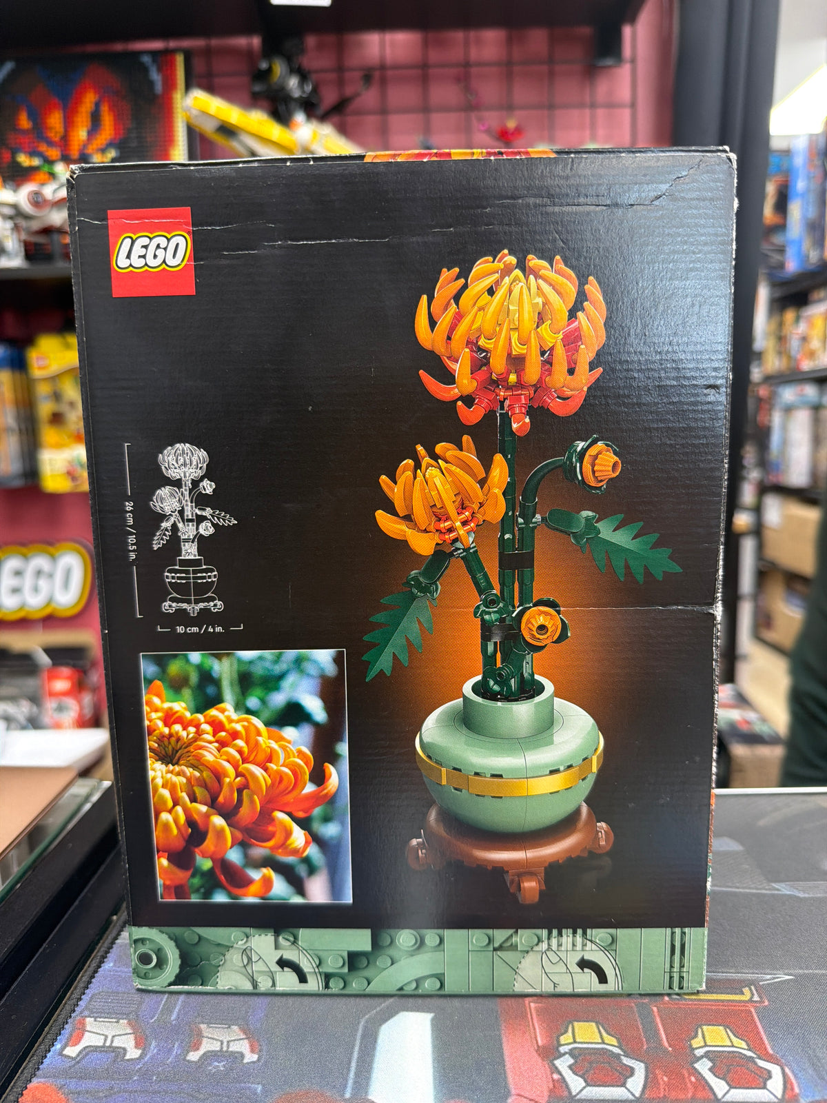 Chrysanthemum