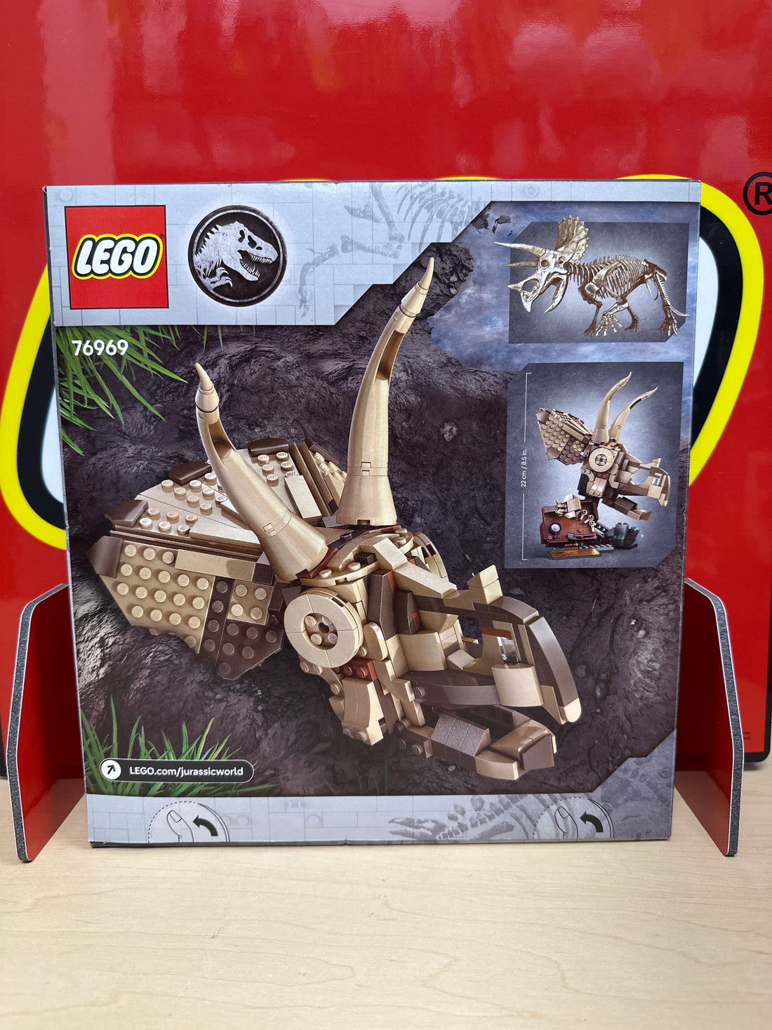 Dinosaur Fossils: Triceratops Skull