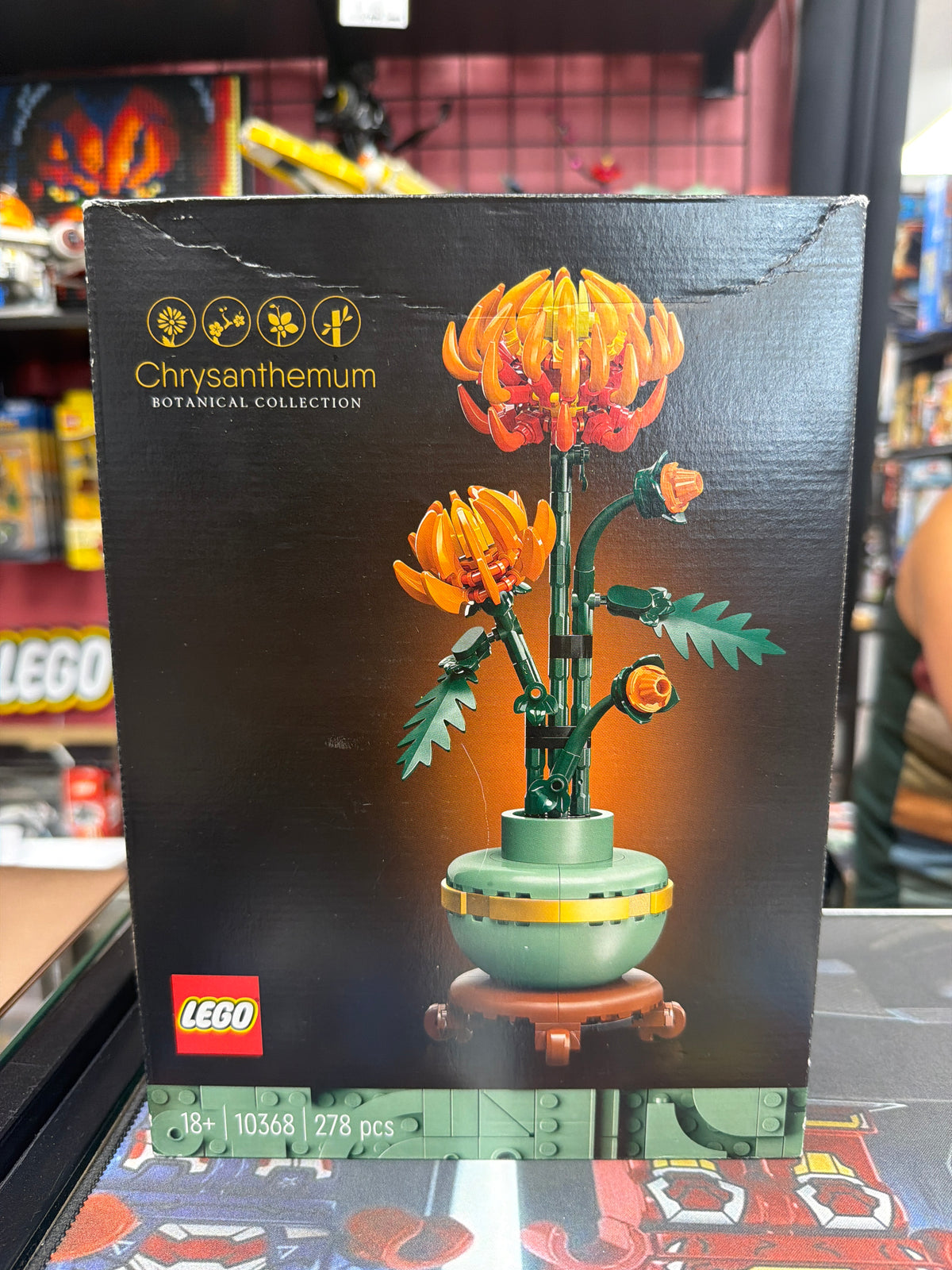 Chrysanthemum